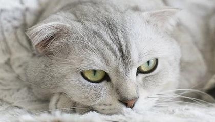 九游娱乐(jiuyou)官网-中国足球职业俱乐部强化教练团队梯队构建，足球队教练组架构